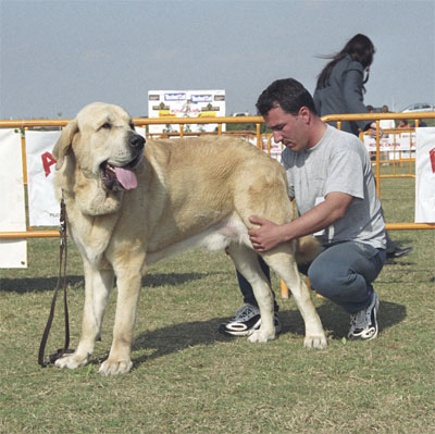 Merlin - Mastín Español Specialty Show (AEPME) Valencia 04.11.2001
(Trabuco de Trashumancia x Cucaracha de Jusiante)
Born: 28.02.2000


Keywords: 2001 agostadero