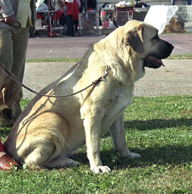 Mastín Español Specialty Show (AEPME) Valencia 04.11.2001
Keywords: 2001