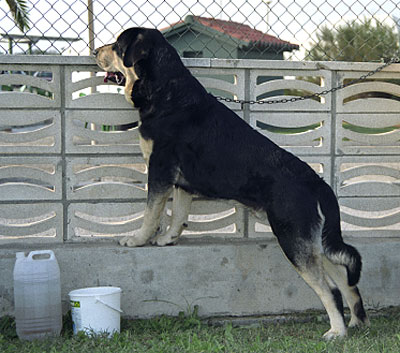 Mastín Español Specialty Show (AEPME) Valencia 04.11.2001
Keywords: 2001