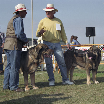 Almendro de Jusiante & Sony de Montes del Pardo - Mastín Español Specialty Show (AEPME) Valencia 04.11.2001
Almendro: (Cronos x Calima del Corisco) - Born: 20.12.1997
Sony: (Tonio de Montes del Pardo x Mimi de Montes del Pardo) - Born: 14.06.1999 


Keywords: 2001