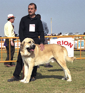 Mastín Español Specialty Show (AEPME) Valencia 04.11.2001
Keywords: 2001