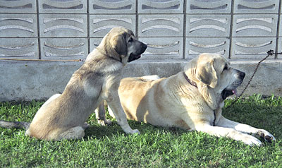 Mastín Español Specialty Show (AEPME) Valencia 04.11.2001
Keywords: 2001