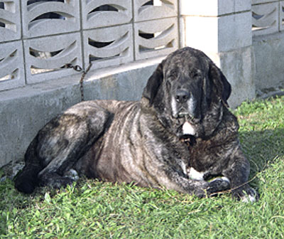 Mastín Español Specialty Show (AEPME) Valencia 04.11.2001
Keywords: 2001