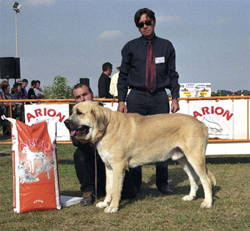 Mastín Español Specialty Show (AEPME) Valencia 04.11.2001
Keywords: 2001