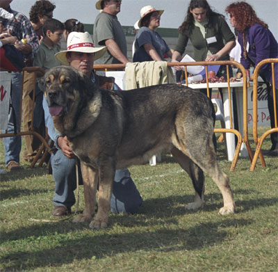 Almendro de Jusiante - Mastín Español Specialty Show (AEPME) Valencia 04.11.2001
(Cronos x Calima del Corisco) 
Born: 20.12.1997



Keywords: 2001 jusiante