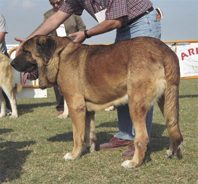 Mastín Español Specialty Show (AEPME) Valencia 04.11.2001
Keywords: 2001