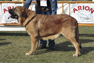 Ch Alba de Jusiante - Mastín Español Specialty Show (AEPME) Valencia 04.11.2001
(Cronos x Calima del Corisco)
Born: 20.12.1997


Keywords: 2001 jusiante