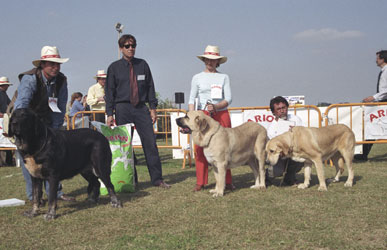 Mastín Español Specialty Show (AEPME) Valencia 04.11.2001
Keywords: 2001