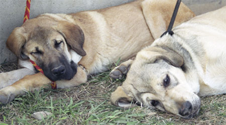 Puppies taking a rest - Valencia 2001
Keywords: cachorro