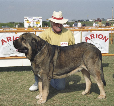 Sony de Montes del Pardo - Mastín Español Specialty Show (AEPME) Valencia 04.11.2001
(Tonio de Montes del Pardo x Mimi de Montes del Pardo) 
Born: 14.06.1999 


Keywords: 2001 pardo