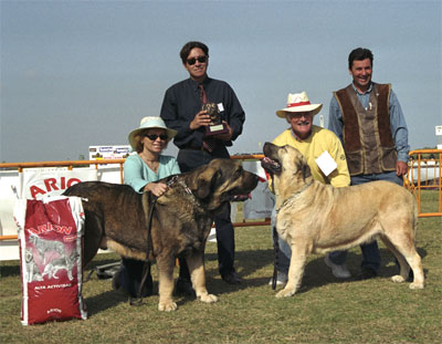 Sony de Montes del Pardo & Luna de Laciana - Mastín Español Specialty Show (AEPME) Valencia 04.11.2001
Sony: (Tonio de Montes del Pardo x Mimi de Montes del Pardo) - Born: 14.06.1999 
Luna: (Tonio de Montes del Pardo x Aldea de Laciana) - Born: 15.04.1999 


Keywords: 2001 pardo