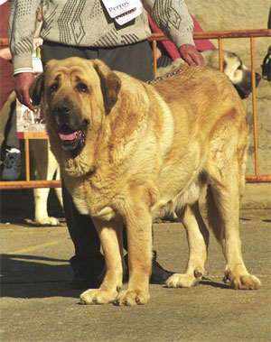 Duque del Valle de Santiago - Mansilla de las Mulas, León, 08.11.1999
(Poli de las Cañadas x Luna) 
Breeder & owner: Cecilio López Prieto


Keywords: 1999 valle