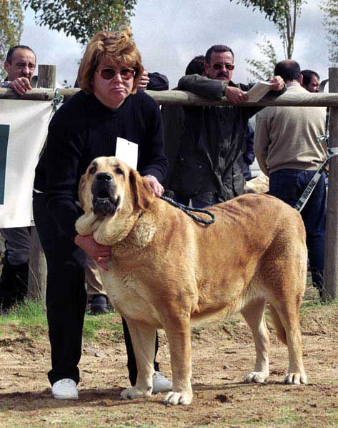 Vereda de Laciana, Exc. 12 - Open Class Females - XXI Monográfica AEPME 2001 
(Sendero de Trashumancia x Sombra de Trashumancia)
Born: 10.12.1998
Breeder & owner: José Luis Fernández



 

Keywords: 2001 laciana