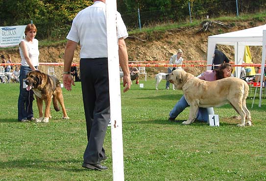 Andy Krkonossky sen, Exc.2 & Soto de Trashumancia, Exc.1, Best Veteran Male - Club Show Moloss Club, Kromeriz, Czech Rep. 30.09.06
Veteran Class Males 

Andy: (Boreal Vila Dalia x Agipa Gotunga) - Owner: Grazyna Sucha

Soto: (Florencio de Trashumancia x Vela de Trashumancia) - Owner: Lenka Erbenova 


Keywords: 2006 veteran veterano