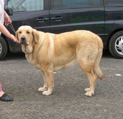 Viatka des Gardiens D'eckmuhl: EXC. 3, Open Class Females - Championnat de France - Montlucon 2007
Breeder: Cathy Dandelot 
Owner: Valérie Bassuel 
Keywords: 2007