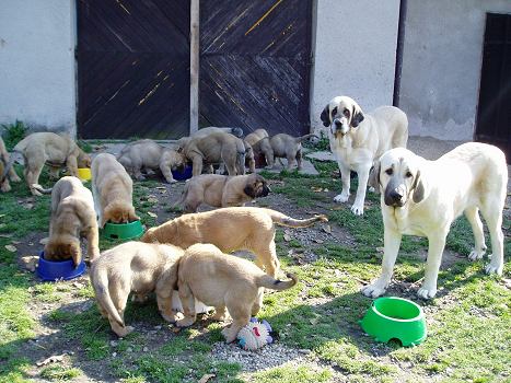 Ich. Tecla de Valdejera, Florita Maja Tornado Erben, puppies from litters H and Ch - Tornado Erben
Keywords: tornado puppy cachorro