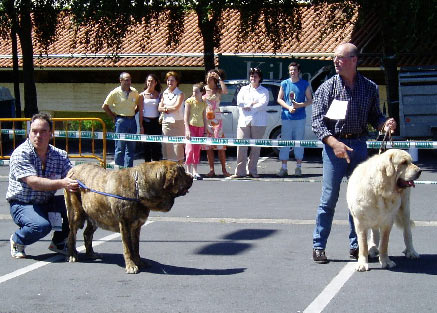 Cinga z Kraje Sokolu, Best in Show & Ch Mayoral de Hazas de Cesto, Best Male - Andra Mari de Getxo, Vizcaya, 13.06.2004
Keywords: 2004