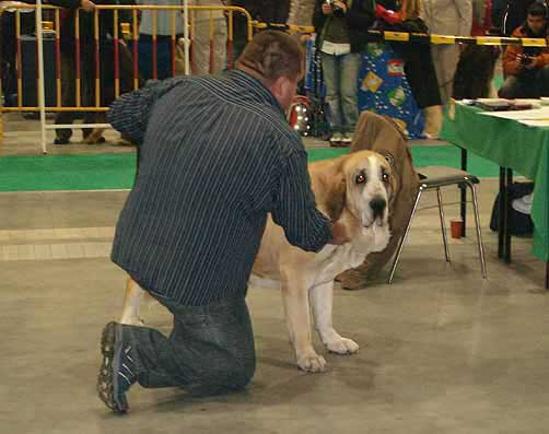 Adéla Bolero Dudo, Exc.2  - Open Class Males, World Dog Show Poznan 2006
(Arak z Kraje Sokolu x Birget Espanol Arcita) 
Born: 26.02.2003
Breeder: Jozef Dudo
Owner: Zsolt Breier


