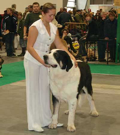 Antol Vlci Drap, Exc.3 - Champion Class Males, World Dog Show Poznan 2006
(Baskervil Mastibe x Jolana Fi-It) 
Born: 08.07.2002
Breeder: L. Horakova
Owner: I. Egorova

