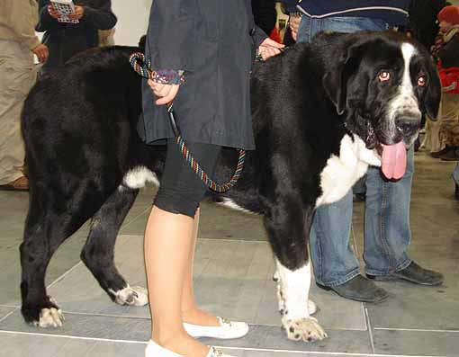 Ares spod Okruhlej Vinice, Exc.2  - Young Class Males, World Dog Show Poznan 2006
(Baskervil Mastibe x Brita Priehrada) 
Born: 15.07.2005
Breeder: Robert Belanec
Owner: Petra Hambalkova

