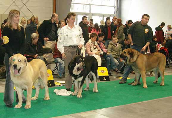 Champion Class Males, World Dog Show Poznan 2006
