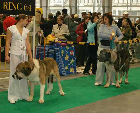 Motley House En´Rikki & Iglesias Tornado Erben - Young Class Males, World Dog Show Poznan 2006
Motley House En´Rikki : (Antol Vlci Drap x Motley House Dolly) 
Born: 01.09.2005
Breeder: I. Egorova, owner: M. A. Kamenskaya

Iglesias Tornado Erben: (Baskervil Mastibe x Tecla de Valdejera) 
Born: 01.02.2006
Breeder: Lenka Erbenova, owner: Natasha Prudnik



