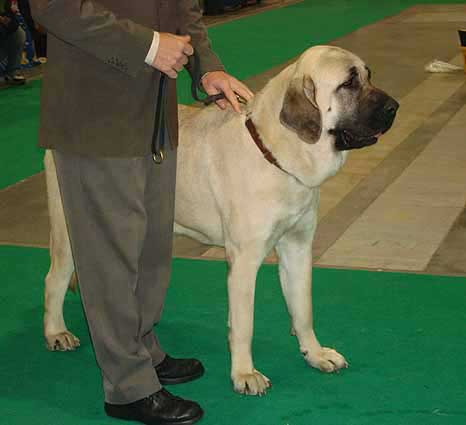 Gina Tornado Erben - Intermediate Class Females, World Dog Show Poznan 2006
(Denis Tornado Erben x Salma de Cueto Negro) 
Born: 20.05.2005
Breeder: Lenka Erbenova
Owner: Søren Malm
