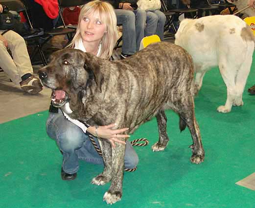 Graci Mastibe, Exc.4 - Open Class Females, World Dog Show Poznan 2006
(Enamorado Ernesto Mastibe x Connie Mastibe) 
Born: 16.07.2004
Breeder: Iva Jarova
Owner: Sylva Kolderova

Keywords: mastes