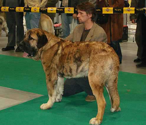 Harem Ulmaf Karus Kahrut - Young Class Males, World Dog Show Poznan 2006
(Mascular Pick-Up-Speed x Fortuna of the Witches Meltingpot) 
Born: 08.12.2005
Breeder: Merilyn Meristo, Lilian Freiberg
Owner: Merilyn Meristo
Keywords: ulmaf