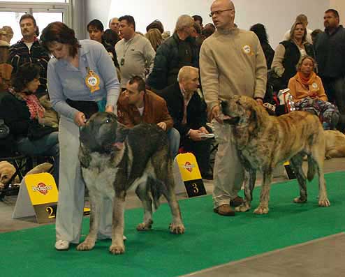 Iglesias Tornado Erben, Exc.3 & Cypress Hill Lu Dareva, Exc.1, Junior World Winner - Young Class Males, World Dog Show Poznan 2006
Iglesias Tornado Erben: (Baskervil Mastibe x Tecla de Valdejera) 
Born: 01.02.2006
Breeder: Lenka Erbenova, owner: Natasha Prudnik

Cypress Hill Lu Dareva: (Enamorado Ernesto Mastibe x Franchesca Mastibe)
Born: 01.09.2005
Breeder: Ewa Jasinska
Owner: Slawomir Maternia 

