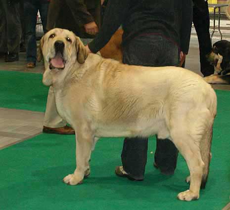 Lope Fre-Su, Exc.3 - Open Class Males, World Dog Show Poznan 2006
(Basil Mastifland x Astra Dobra Rasa) 
Born: 04.01.2004
Breeder: Joanna Turek
Owner: Klaudiusz Koziolek
Keywords: fresu