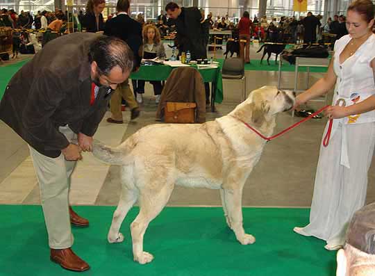 Motley House Banderas Kvini, Very Promising 1 - Puppy Class Males, World Dog Show Poznan 2006
(Antol Vlci Drap x Motley House G´Queen Papillion) 
Born: 25.02.2006
Breeder: I. Egorova
Owner: M. A. Kamenskaya 
