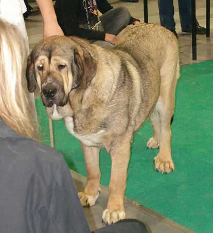 Motley House Faberge, Exc.2 - Intermediate Class Females, World Dog Show Poznan 2006
(Antol Vlci Drap x Motley House Super Aunt) 
Born: 11.01.2005
Breeder & owner: I. Egorova

