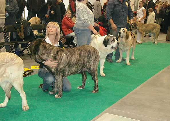 Open Class Females - World Dog Show Poznan 2006
