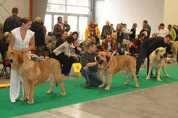 Open Class Males - World Dog Show Poznan 2006
