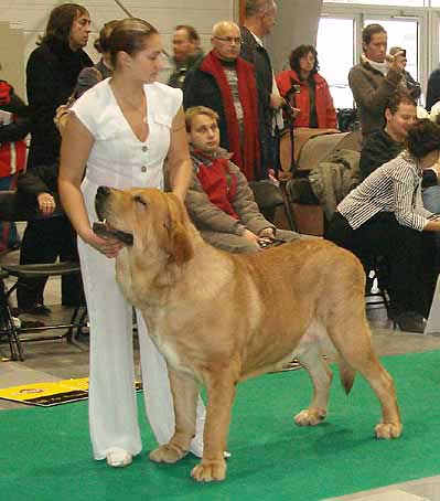 Rint Valeri Asso for Motleyhouse, Exc.1, CWC, Res.CACIB - Open Class Males, World Dog Show Poznan 2006
(Ron de Valdejera x Motley House Dazy Son) 
Born: 04.09.2003
Breeder: V. Vikhman
Owner: I. Egorova 

