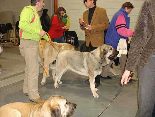 Roda de los Zumbos - Young Class Females, World Dog Show Poznan 2006
(Lince de Trashumancia x Serena de los Zumbos) 
Born: 11.10.2005
Breeder: Francisco Alonso Fernández
Owner: M Fredrikson & Nicasio Deocón

