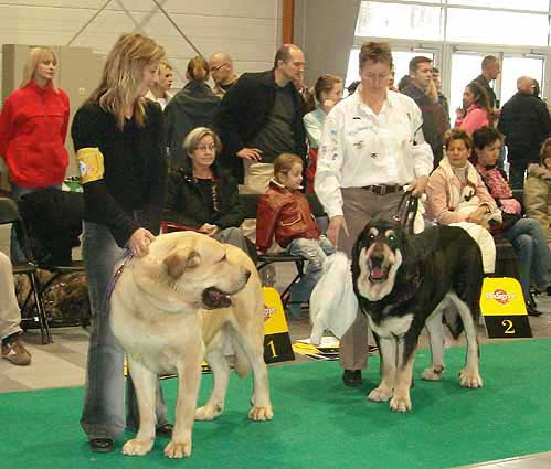 Sultan, Exc.4  & Zulu de Galisancho, Exc.2 - Champion Class Males, World Dog Show Poznan 2006
Sultan: (Ordoño x Princes de Vega de Albares) Born: 28.03.2004
Breeder: Angel Sainz de la Maza, owner: Hana Schmidtova

Zulu de Galisancho: (Zar de Cueto Negro x Musa de Galisancho) Born: 13.12.2003
Breeder: Pedro García, owner: H. & R. van Gessel


