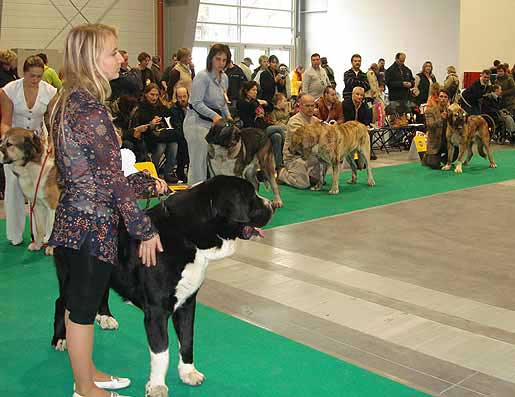 Young Class Males - World Dog Show Poznan 2006
