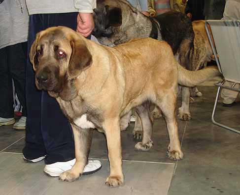 Zsuza Slnko Zemplina - Young Class Females, World Dog Show Poznan 2006
(Domenico Beark Cerny Levhart x Goya Mastibe) 
Born: 21.01.2006
Breeder: Mikulas Polievka
Owner: Natalia Prudnik
Keywords: cortedemadrid