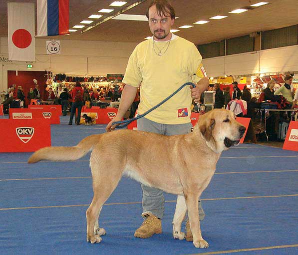 Allivia z Polabských Blat: Exc 1, CACA, Res.CACIB - Open Class Females, International Dog Show, Wels, Austria, 06.12.2008
07.12.2008: Allivia z Polabských Blat: VG 1 - Open Class Females


Keywords: 2008