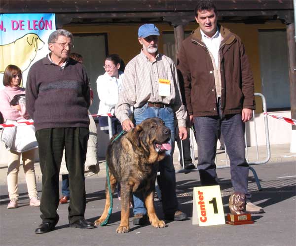 Truhan de Cueto Negro - BIS - Mansilla de las Mulas, Leon, 07.11. 2004
(Remo x Nuska)
Born: 20-08-2000
Breeder & owner: Agustín Fernández
 

Keywords: 2004 cuetonegro