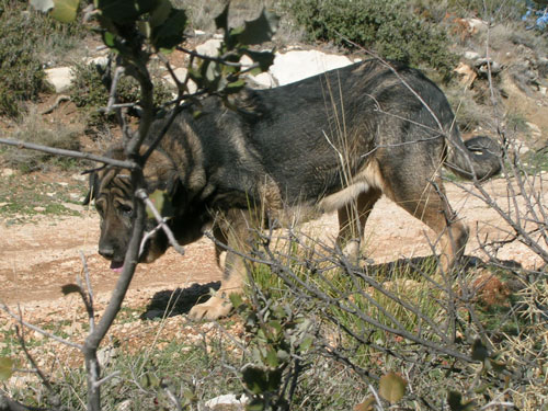 Karima - November 2005
(Ibero del Coto de Vera x Carbonera del Coto)
Born: 20.12.1999  

