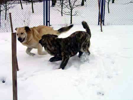 Basil Mastifland and his daughter Franchesca Mastibe playing!
Keywords: ludareva snow nieve