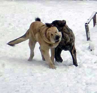 Basil Mastifland and his daughter Franchesca Mastibe playing!
Keywords: ludareva snow nieve