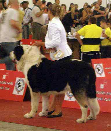 Antol Vlci Drap: 3 - Champion Class Males, Euro Dog Show, Zagreb, Croatia 10.06.2007
Keywords: 2007