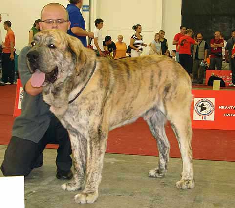 Cypress Hill Ludareva: Exc.1, CAC - Intermediate Class Males, Euro Dog Show, Zagreb, Croatia 10.06.2007
(Enamorado Ernesto Mastibe x Franchesca Mastibe)  
Born: 01.09.2005  




Keywords: 2007