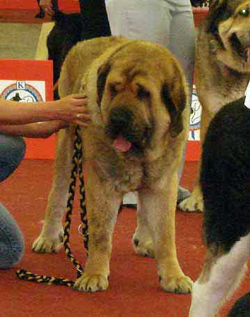 Domenico Beark Cerny Levhart: Exc.1, CAC, Res.CACIB - Champion Class Males, Euro Dog Show, Zagreb, Croatia 10.06.2007
(Arak z Kraje Sokolu x Belize Cerny Levhart)
Born: 08.06.2004


Keywords: 2007 mastibe