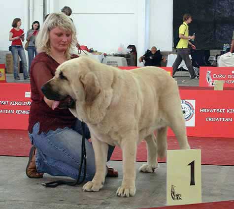 Feya Mastibe: Exc.1, CAC, CACIB, European Winner, BOB - Champion Class Females, Euro Dog Show, Zagreb, Croatia 10.06.2007
(Basil Mastifland x Connie Mastibe) 
Born: 08.05.2003

Keywords: 2007 mastibe