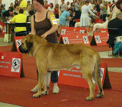 Kromagnon Tornado Erben: 5 - Young Class Males, Euro Dog Show, Zagreb, Croatia 10.06.2007
(Basil Mastifland x Deborah Tornado Erben)
Born: 28.06.2006
Keywords: 2007 kromagnon